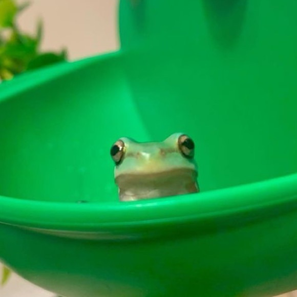 Meet your Posher, Sophia - Picture 1 of 1